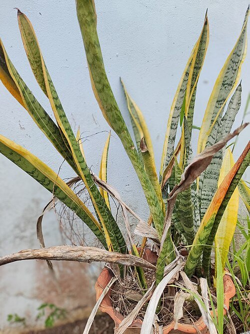 Sansevieria plant groeit in een pot.