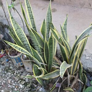 Vrouwentongen plant met lange, puntige groene bladeren.