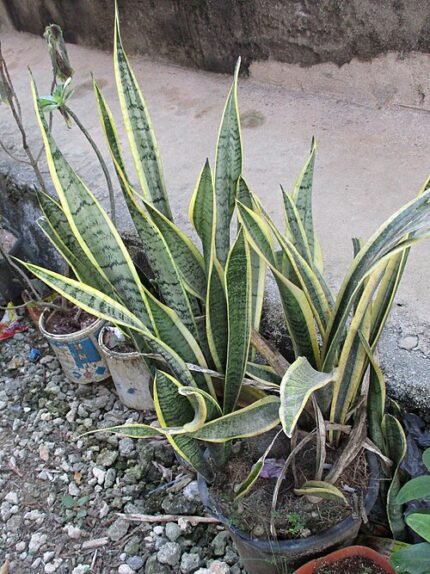 Vrouwentongen plant met lange, puntige groene bladeren.