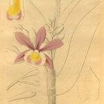 Sobralia dichotoma orchidee met witte en roze bloemen en groene bladeren.