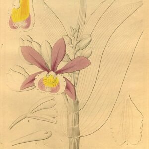 Sobralia dichotoma orchidee met witte en roze bloemen en groene bladeren.