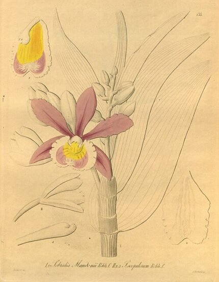 Sobralia dichotoma orchidee met witte en roze bloemen en groene bladeren.
