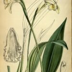 Sobralia fragrans orchidee bloem met witte, gele en roze bloemblaadjes.
