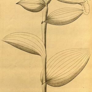 Sobralia macrophylla orchidee met witte bloemen en groene bladeren.