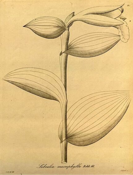 Sobralia macrophylla orchidee met witte bloemen en groene bladeren.
