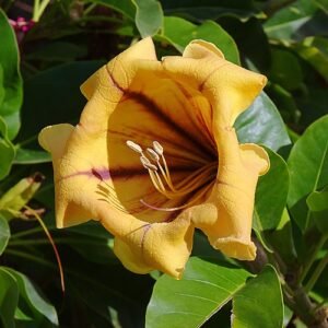 Grote gele bloem van de Reuzenklimtrompet met groene bladeren.