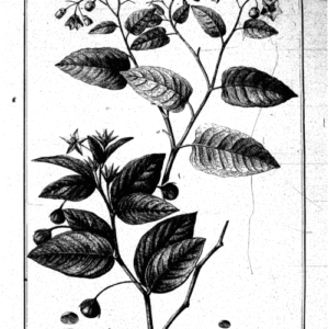 Solanum crispum bloemen op groen bladeren achtergrond, paars-blauwe tinten.