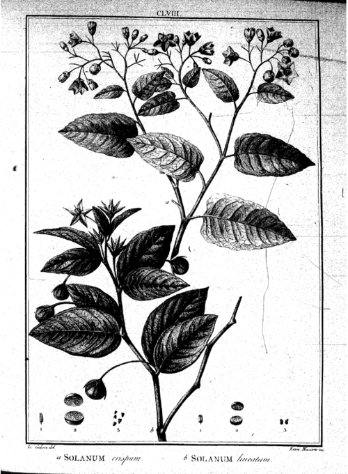 Solanum crispum bloemen op groen bladeren achtergrond, paars-blauwe tinten.