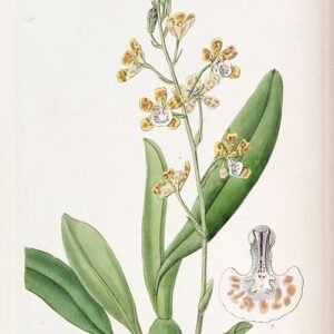 Yellow orchid with spotted petals and green leaves - Solenidium Lunatum.