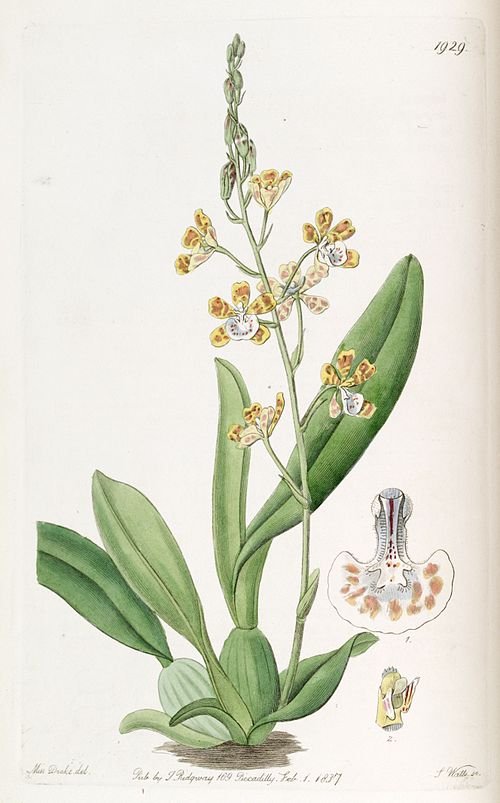 Yellow orchid with spotted petals and green leaves - Solenidium Lunatum.