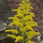 Solidago altissima bloeiende gele bloemen in natuurlijke setting.