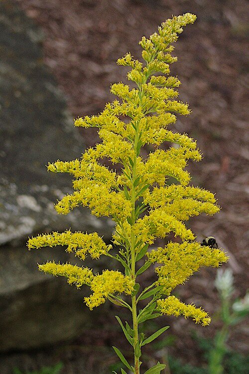 Solidago altissima bloeiende gele bloemen in natuurlijke setting.