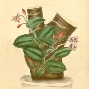 Pink and yellow Cattleya cernua orchid flower in full bloom.