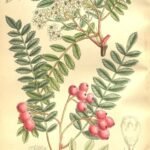 Sorbus vilmorinii boom met witte bloemen en groene bladeren.