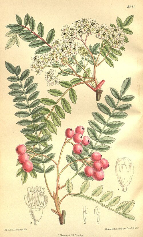 Sorbus vilmorinii boom met witte bloemen en groene bladeren.