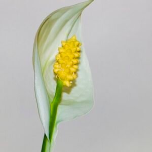Spathiphyllum wallisii bloeiende kamerplant met witte bloemen en groene bladeren.