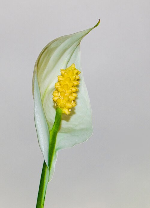 Spathiphyllum wallisii bloeiende kamerplant met witte bloemen en groene bladeren.