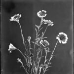 Layia platyglossa bloemen met witte en gele bloemblaadjes.