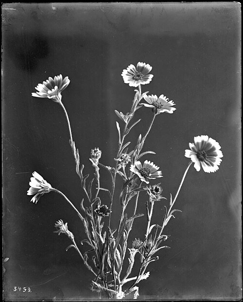 Layia platyglossa bloemen met witte en gele bloemblaadjes.