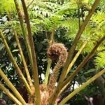 Sphaeropteris cooperi plant met grote bladeren en groene kleuren.
