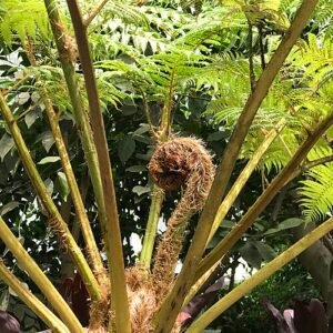 Sphaeropteris cooperi plant met grote bladeren en groene kleuren.