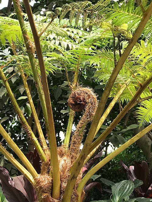 Sphaeropteris cooperi plant met grote bladeren en groene kleuren.