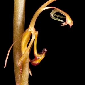 Spiculaea ciliata zeespons met fijne vertakkingen en heldere kleuren.