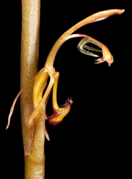 Spiculaea ciliata zeespons met fijne vertakkingen en heldere kleuren.