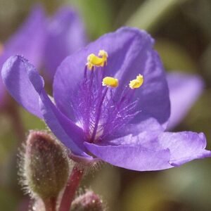 Tradescantia humilis bloem in paarse tinten tegen groene bladeren.