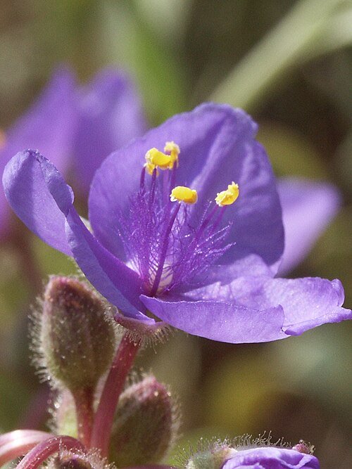 Tradescantia humilis bloem in paarse tinten tegen groene bladeren.
