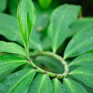 Bladeren van de Costus afer plant in een spiraalvormige groeiwijze.