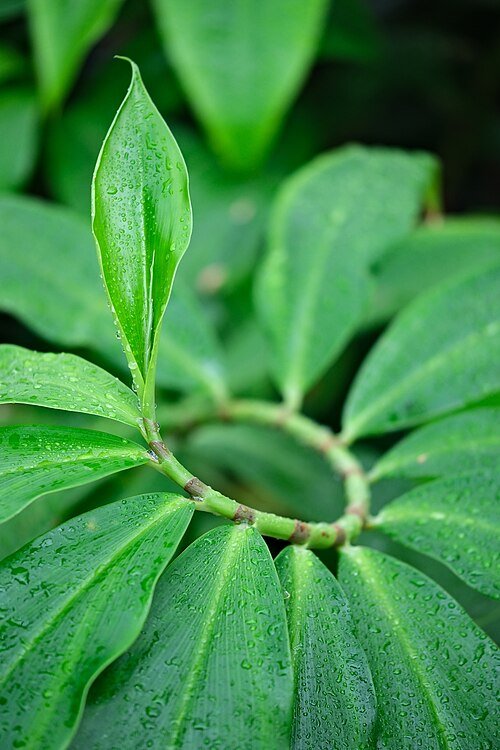 Bladeren van de Costus afer plant in een spiraalvormige groeiwijze.