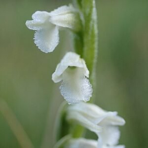 Zomerschroeforchis bloem in witte spiraalvorm met groen blad.
