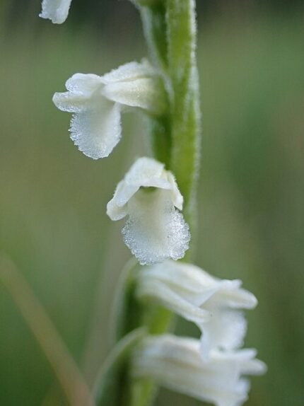 Zomerschroeforchis bloem in witte spiraalvorm met groen blad.