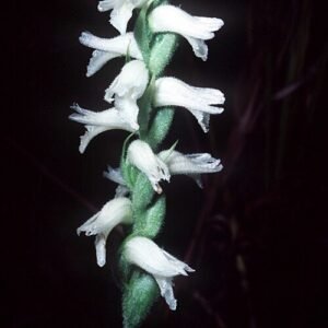 Spiranthes cernua bloem met gedraaide witte bloemblaadjes in natuurlijke omgeving.
