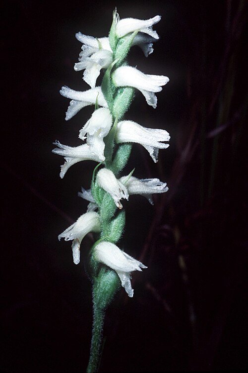 Spiranthes cernua bloem met gedraaide witte bloemblaadjes in natuurlijke omgeving.