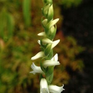 Witte bloem van Spiranthes ochroleuca orchidee in close-up.