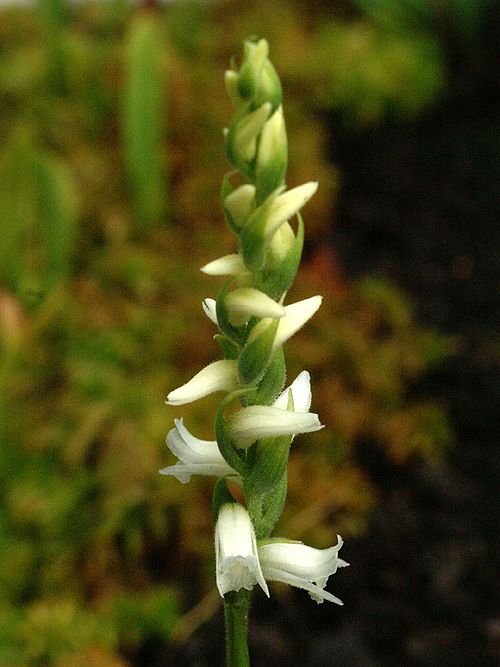 Witte bloem van Spiranthes ochroleuca orchidee in close-up.