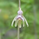 Witte spookorchis bloem met groene bladeren in schaduwrijke omgeving.