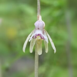 Witte spookorchis bloem met groene bladeren in schaduwrijke omgeving.