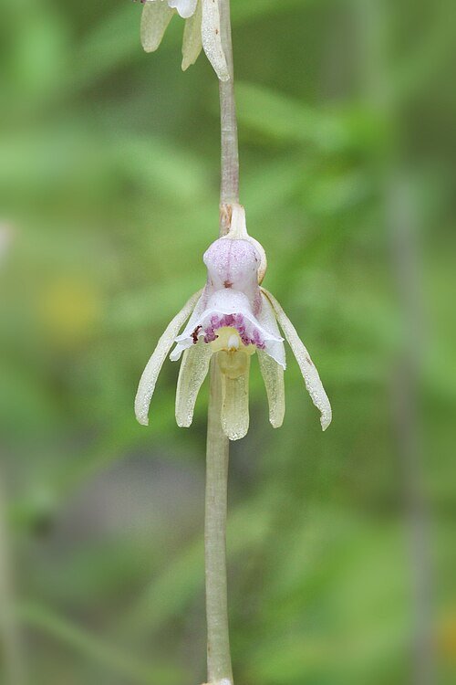 Witte spookorchis bloem met groene bladeren in schaduwrijke omgeving.