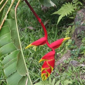 Heliconia rostrata bloem op St. Lucia, winterhard.