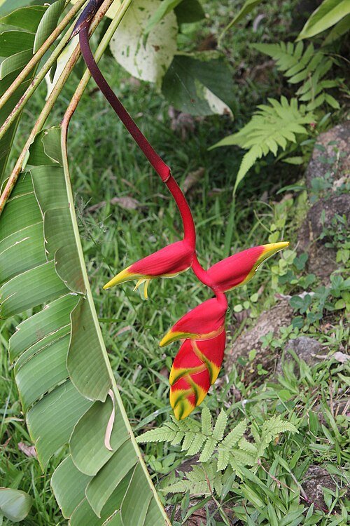 Heliconia rostrata bloem op St. Lucia, winterhard.