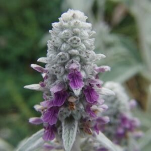 Close-up van winterharde Ezelsoor plant bladeren in de tuin.