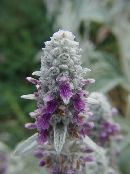 Close-up van winterharde Ezelsoor plant bladeren in de tuin.