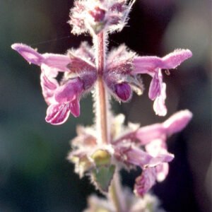 Stachys ajugoides plant met paarse bloemen op groene bladeren.