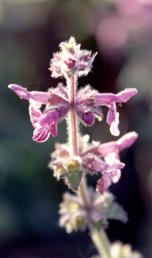 Stachys ajugoides plant met paarse bloemen op groene bladeren.