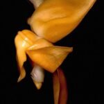 Stanhopea annulata orchidee bloem met bruine en witte tinten in natuurlijke habitat.