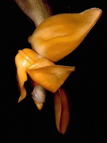 Stanhopea annulata orchidee bloem met bruine en witte tinten in natuurlijke habitat.