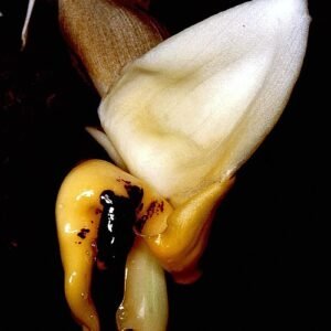 Stanhopea cirrhata orchidee bloem op groene achtergrond.